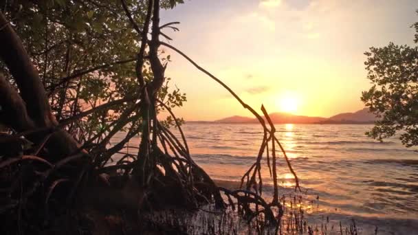Solnedgång Ovanför Mangroveskogen Vid Klong Mudong Phuket Mudong Kanal Ansluta — Stockvideo