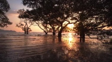 Klong Mudong Phuket 'teki Mangrove ormanının üzerinde gün batımı. Çamur kanalı Chalong körfezine bağlanıyor. Orada mükemmel mangrov ormanları var..