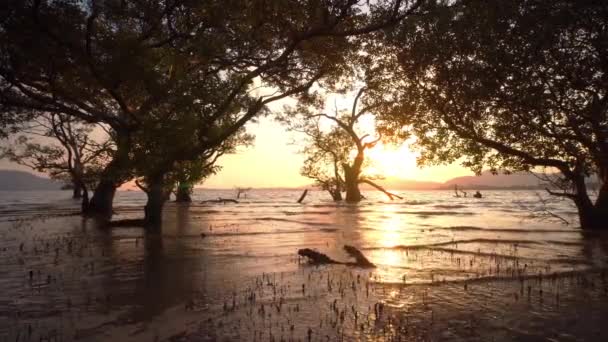 Sunset Felett Mangrove Erdő Klong Mudong Phuket Mudong Csatorna Csatlakozik — Stock videók