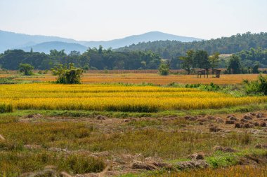 Hasat mevsimi yakınlarındaki pirinç tarlalarında sarı glutinous pilavı