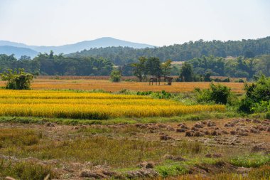 Hasat mevsimi yakınlarındaki pirinç tarlalarında sarı glutinous pilavı