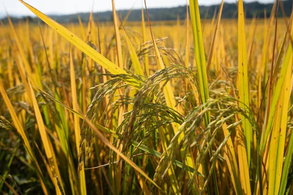 Yellow glutinous rice in rice fields near the harvest season