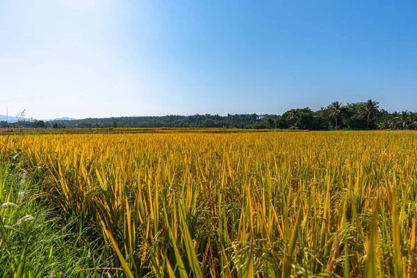 Yellow glutinous rice in rice fields near the harvest season