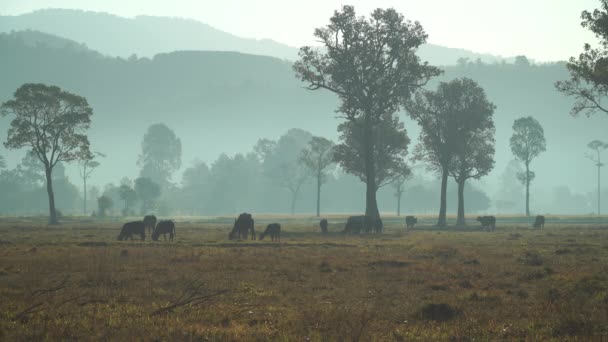 Buffels Die Gras Eten Het Veld — Stockvideo