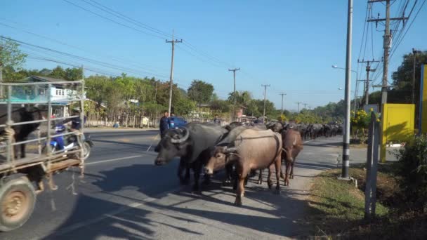 Nakornnayok Tayland Aralık 2019 Kurak Mevsimde Bufalo Yetiştiren Insanlar Bufalo — Stok video