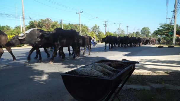 Nakornnayok 2019年12月15日 旱季期间 从事饲养水牛的人 将转移一群水牛去寻找新的食物来源 — 图库视频影像