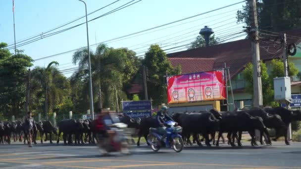 Nakornnayok Thailand Dezember 2019 Während Der Trockenzeit Ziehen Berufstätige Büffel — Stockvideo