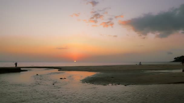 観光客は タイのプーケット カロンのビーチで日没時に犬と一緒に歩く — ストック動画