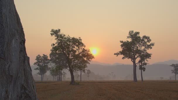 収穫期には水田の大きな木の上で甘い日の出 — ストック動画