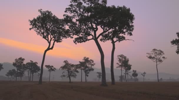 Pirinç Tarlasında Büyük Ağaçların Üzerinde Hasat Mevsiminde Tatlı Gündoğumu — Stok video