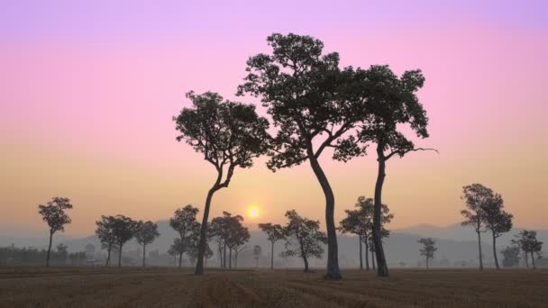 Lever Soleil Doux Dessus Des Grands Arbres Dans Rizière Pendant — Video