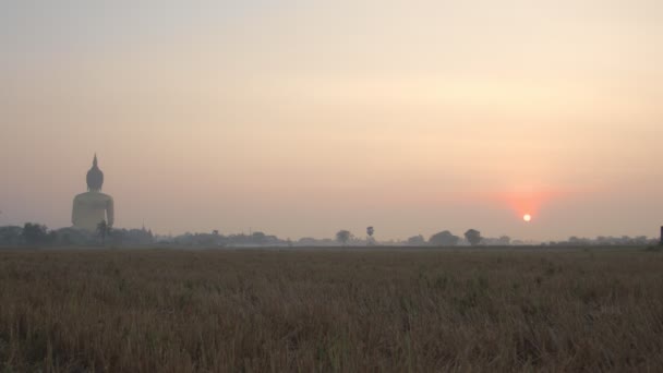 Amanecer Sobre Mazorca Arroz Campo Arroz Junto Gran Estatua Buda — Vídeo de stock