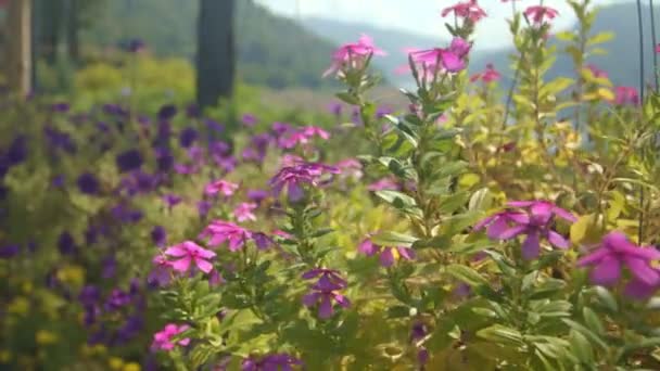 Verschillende Kleurrijke Bloemen Zien Prachtig Uit Kam Van Kundan Prakarnchon — Stockvideo