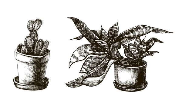 Csoportja, kézzel rajzolt növények a cserépben — Stock Vector