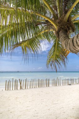 Beyaz sahil ve Bambu, Boracay Adası, Filipinler.