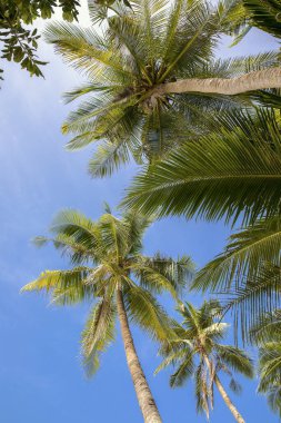 Beyaz sahil yolu, Boracay Adası, Filipinler.