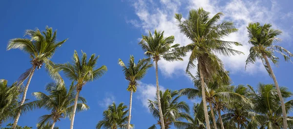 Beyaz plaj, Boracay Adası, Filipinler.
