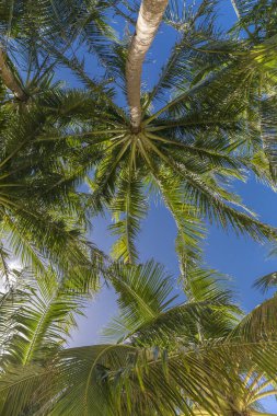 Beyaz plaj, Boracay Adası, Filipinler.
