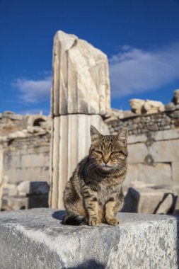 Eski şehrin kalıntıları olan ephesus hindi..