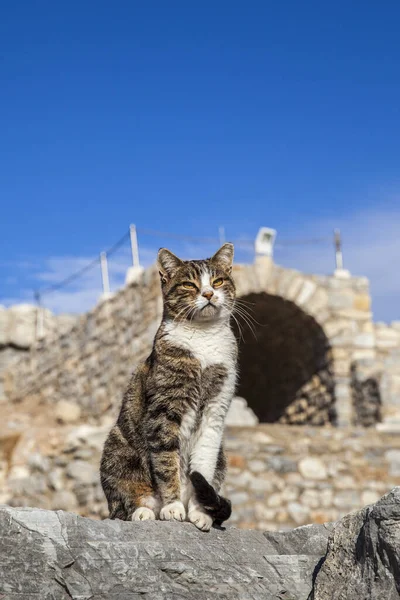 Eski şehrin kalıntıları olan ephesus hindi..