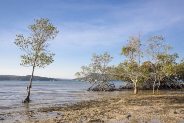 Saracen Körfezi Sahili, Koh rong Samloem Adası, Sihanoukville, Kamboçya.