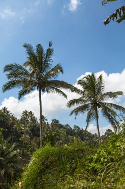 Tegallalang köyü, Ubud, Bali, Endonezya yakınlarındaki sabah ışığında güzel pirinç terasları.