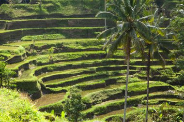 Tegallalang köyü, Ubud, Bali, Endonezya yakınlarındaki sabah ışığında güzel pirinç terasları.