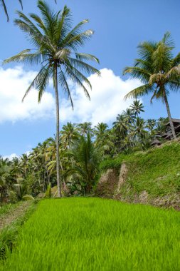 Tegallalang köyü, Ubud, Bali, Endonezya yakınlarındaki sabah ışığında güzel pirinç terasları.