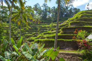 Tegallalang köyü, Ubud, Bali, Endonezya yakınlarındaki sabah ışığında güzel pirinç terasları.