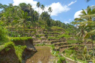 Tegallalang köyü, Ubud, Bali, Endonezya yakınlarındaki sabah ışığında güzel pirinç terasları.