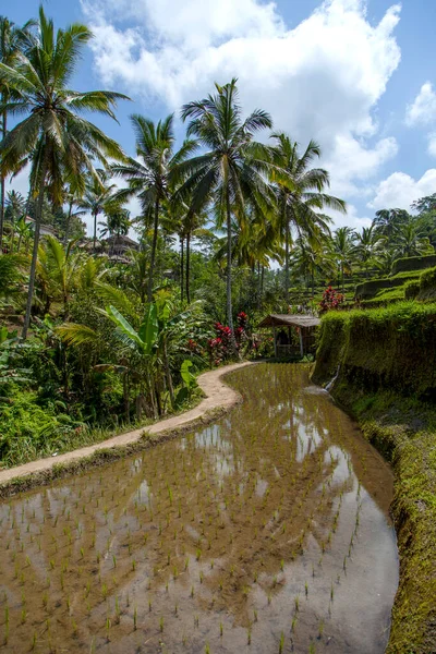 Tegallalang köyü, Ubud, Bali, Endonezya yakınlarındaki sabah ışığında güzel pirinç terasları.