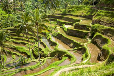 Tegallalang köyü, Ubud, Bali, Endonezya yakınlarındaki sabah ışığında güzel pirinç terasları.