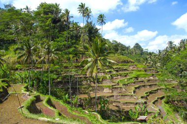 Tegallalang köyü, Ubud, Bali, Endonezya yakınlarındaki sabah ışığında güzel pirinç terasları.