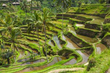 Tegallalang köyü, Ubud, Bali, Endonezya yakınlarındaki sabah ışığında güzel pirinç terasları.