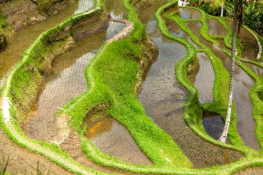 Tegallalang köyü, Ubud, Bali, Endonezya yakınlarındaki sabah ışığında güzel pirinç terasları.