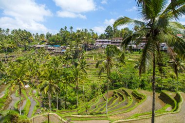 Tegallalang köyü, Ubud, Bali, Endonezya yakınlarındaki sabah ışığında güzel pirinç terasları.