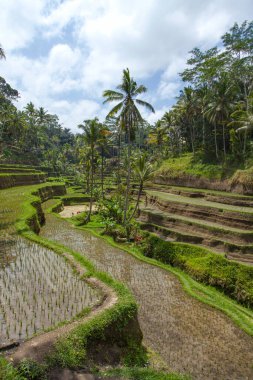 Tegallalang köyü, Ubud, Bali, Endonezya yakınlarındaki sabah ışığında güzel pirinç terasları.
