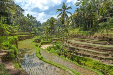 Tegallalang köyü, Ubud, Bali, Endonezya yakınlarındaki sabah ışığında güzel pirinç terasları.