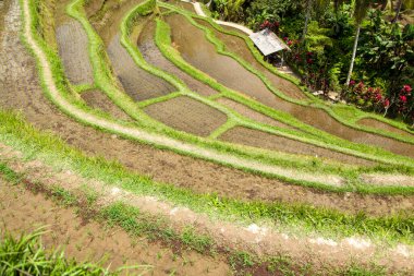 Tegallalang köyü, Ubud, Bali, Endonezya yakınlarındaki sabah ışığında güzel pirinç terasları.