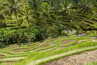 Tegallalang köyü, Ubud, Bali, Endonezya yakınlarındaki sabah ışığında güzel pirinç terasları.