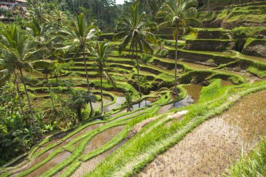 Tegallalang köyü, Ubud, Bali, Endonezya yakınlarındaki sabah ışığında güzel pirinç terasları.