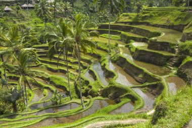 Tegallalang köyü, Ubud, Bali, Endonezya yakınlarındaki sabah ışığında güzel pirinç terasları.