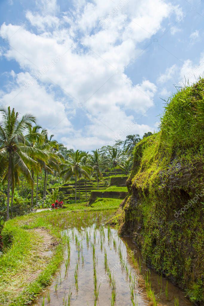 Beautiful rice terraces in the moring light near Tegallalang village, Ubud, Bali, Indonesia.