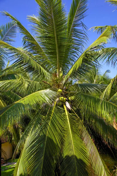 Prachtig Uitzicht Palmbomen Uit Mui Vietnam — Stockfoto