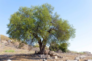 Türkiye 'nin antik Perge kentine bakış Antalya.