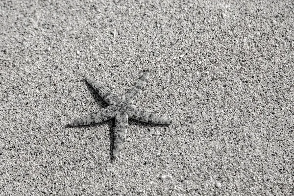 海の上のヒトデ 滑らかな脆い星 Ophioderma Longicauda Gili Trawangan Indonesia — ストック写真