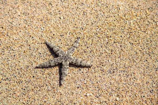 Estrella Mar Estrella Quebradiza Lisa Ophioderma Longicauda Mar Gili Trawangan — Foto de Stock