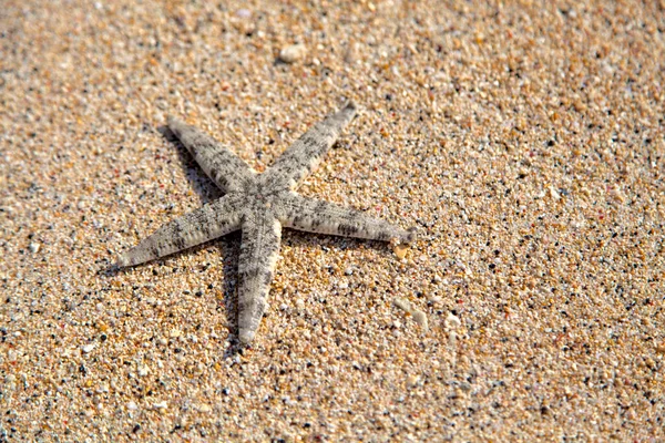 Starfish, smooth brittle star (Ophioderma longicauda) on in the sea, Gili Trawangan Indonesia.