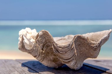 Deniz kabuğu sahilde, gili Trawangan adası, Bali, Endonezya.