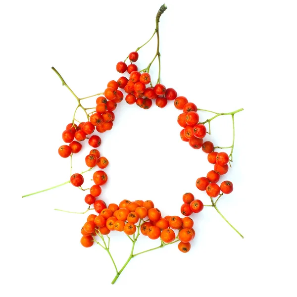 Sulu rowanberries izole çerçeve